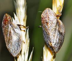 Attēlu rezultāti vaicājumam “Lepyronia coleoptrata”