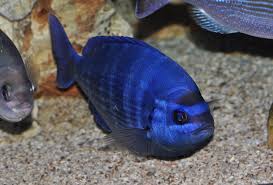 Image result for Spondyliosoma cantharus