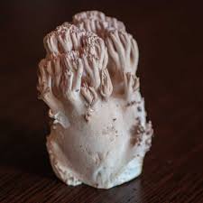 Attēlu rezultāti vaicājumam “Ramaria formosa”