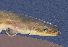 Image result for Anguilla rostrata