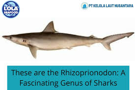 Image result for Rhizoprionodon terraenovae