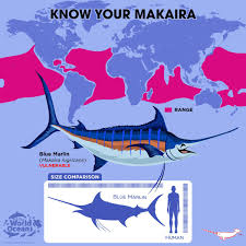 Image result for Makaira nigricans