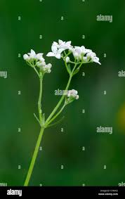 Attēlu rezultāti vaicājumam “Galium palustre”