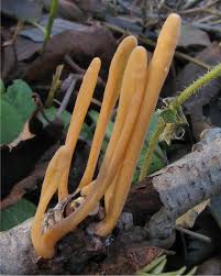 Attēlu rezultāti vaicājumam “Macrotyphula juncea”