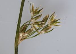Attēlu rezultāti vaicājumam “Juncus filiformis”