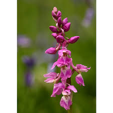 Attēlu rezultāti vaicājumam “Orchis mascula flower”