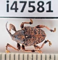 Attēlu rezultāti vaicājumam “Trogossitidae”