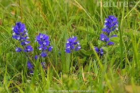 Attēlu rezultāti vaicājumam “Polygala vulgaris”