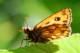 Attēlu rezultāti vaicājumam “Carterocephalus silvicolus”