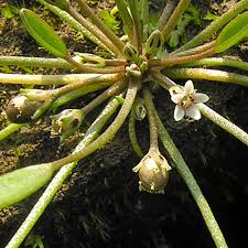 Attēlu rezultāti vaicājumam “Limosella aquatica”