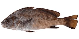 Image result for Sciaena umbra