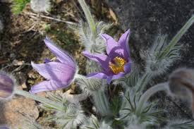 Image result for Kuhschelle