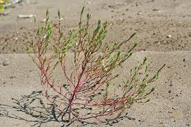 Attēlu rezultāti vaicājumam “Corispermum hyssopifolium”