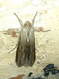 Attēlu rezultāti vaicājumam “Cucullia umbratica”