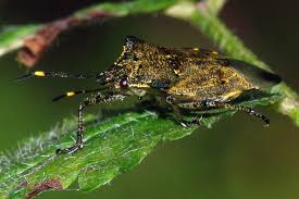 Attēlu rezultāti vaicājumam “Troilus luridus”