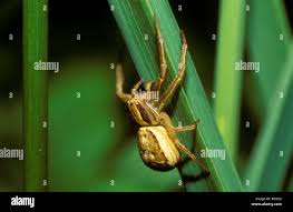 Attēlu rezultāti vaicājumam “Xysticus ulmi adult”