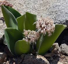 Attēlu rezultāti vaicājumam “Betula humilis male flower”