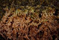 Attēlu rezultāti vaicājumam “Sphagnum compactum”