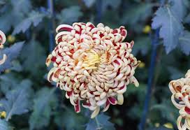 Image result for Chrysanthemum ptarmiciflorum