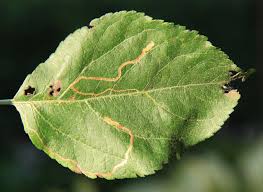 Attēlu rezultāti vaicājumam “Lyonetia clerkella”