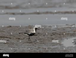 Attēlu rezultāti vaicājumam “Pluvialis squatarola adult”