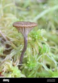 Attēlu rezultāti vaicājumam “Jungermannia sphaerocarpa sporophyte”