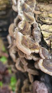 Attēlu rezultāti vaicājumam “Auricularia mesenterica”