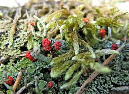 Attēlu rezultāti vaicājumam “Serpoleskea subtilis sporophyte”