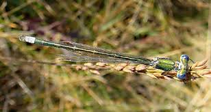 Attēlu rezultāti vaicājumam “Lestes virens”