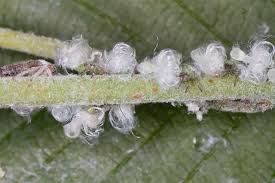 Attēlu rezultāti vaicājumam “Psylla alni”