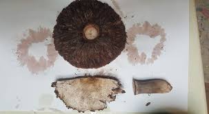 Attēlu rezultāti vaicājumam “Stemonitopsis hyperopta var. landewaldii stalked”