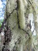 Attēlu rezultāti vaicājumam “Ramalina thrausta”