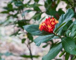 Attēlu rezultāti vaicājumam “Rubiaceae”