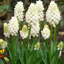 Attēlu rezultāti vaicājumam “Muscari botryoides flower”