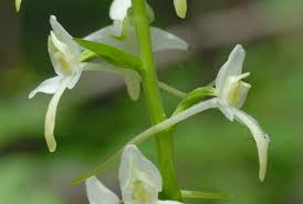 Attēlu rezultāti vaicājumam “Platanthera bifolia flower”