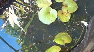 Attēlu rezultāti vaicājumam “Utricularia vulgaris leaf”
