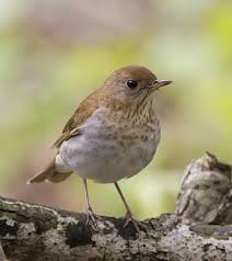 Image result for Catharus fuscescens