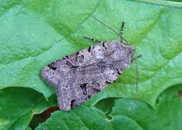 Attēlu rezultāti vaicājumam “Agrochola litura”