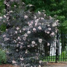 Attēlu rezultāti vaicājumam “Sambucus”