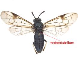 Attēlu rezultāti vaicājumam “Diprion pini male”