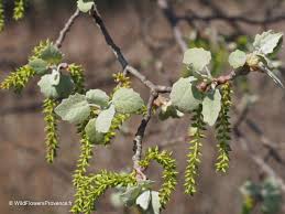 Attēlu rezultāti vaicājumam “Populus x canadensis male flower”