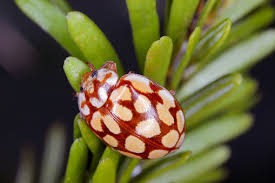 Attēlu rezultāti vaicājumam “Sospita vigintiguttata”