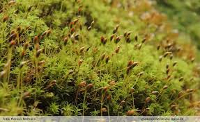 Attēlu rezultāti vaicājumam “Dichodontium pellucidum”