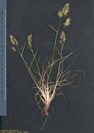 Attēlu rezultāti vaicājumam “Dactylis glomerata subsp. glomerata”