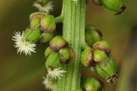 Attēlu rezultāti vaicājumam “Triglochin maritimum flower”