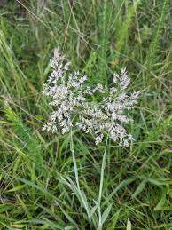 Attēlu rezultāti vaicājumam “Holcus lanatus”