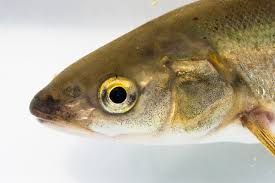 Image result for Mylopharodon conocephalus