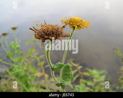 Attēlu rezultāti vaicājumam “Inula britannica bud”