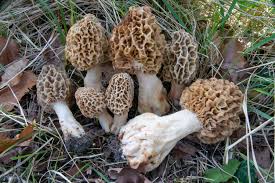 Attēlu rezultāti vaicājumam “Morchella esculenta”