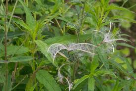 Attēlu rezultāti vaicājumam “Epilobium”